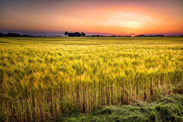 Quelle: pixabay-fietzfotos-harvest